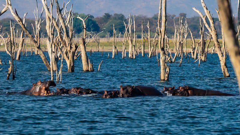 Safari Cruise along the Zambezi River - South Africa, Botswana, Namibia, Zimbabwe (port-to-port cruise)