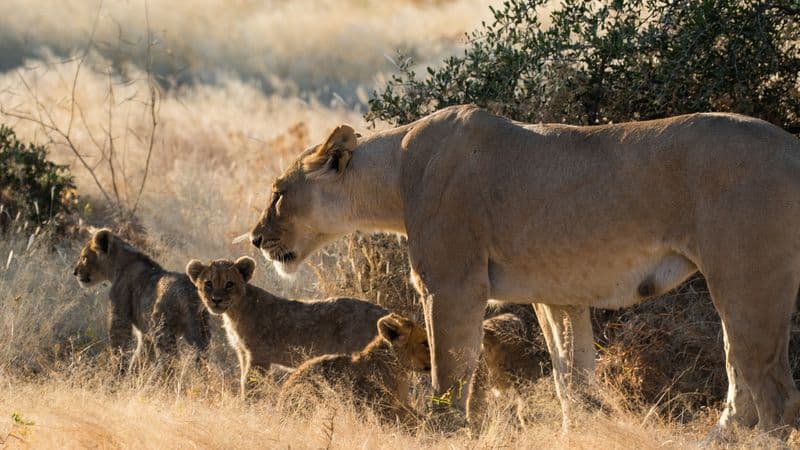 Safari Cruise along the Zambezi River - South Africa, Botswana, Namibia, Zimbabwe (port-to-port cruise)