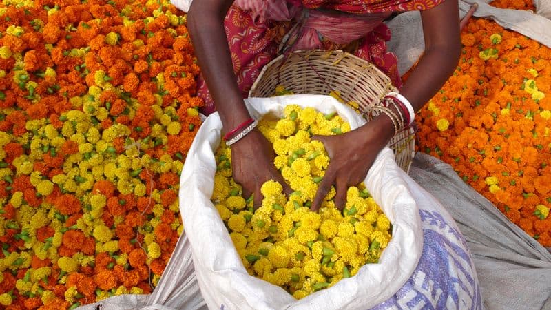 Cruise on the Ganges between Kolkata and Varanasi & the splendors of Rajasthan (port-to-port cruise)