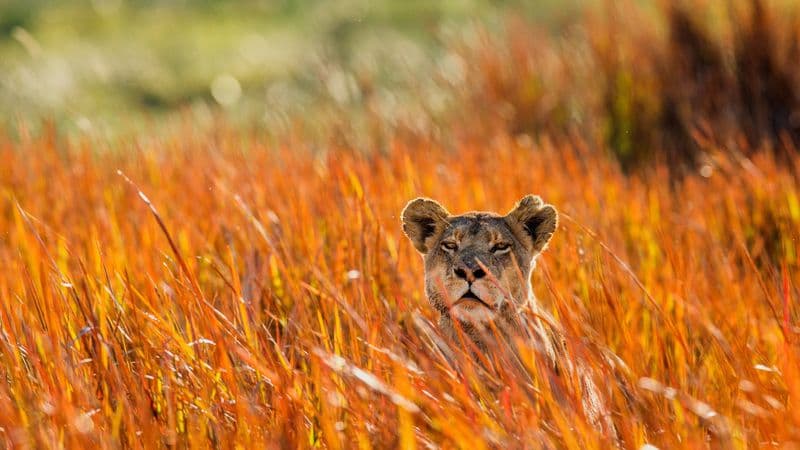 Safari Cruise along the Zambezi River - South Africa, Botswana, Namibia, Zimbabwe with extended stay at the Cape Peninsula (port-to-port cruise)