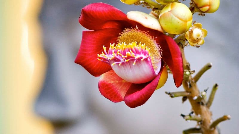 Cruise on the Ganges between Kolkata and Varanasi & the splendors of Rajasthan (port-to-port cruise)