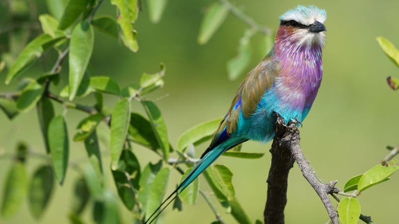 Safari Cruise along the Zambezi River - South Africa, Botswana, Namibia, Zimbabwe with extended stay at the Cape Peninsula (port-to-port cruise)