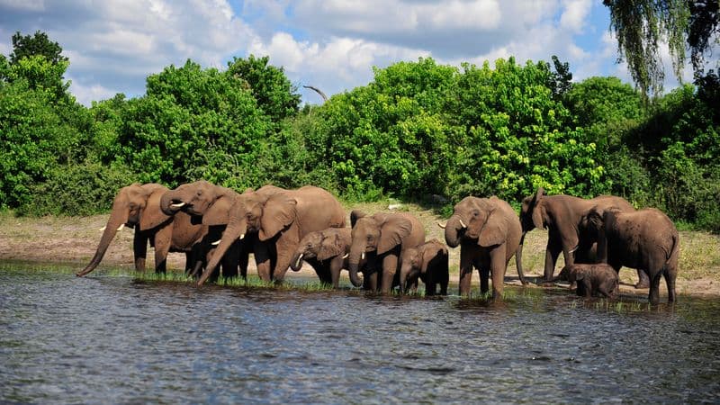 Safari Cruise along the Zambezi River - South Africa, Botswana, Namibia, Zimbabwe with extended stay at the Cape Peninsula (port-to-port cruise)