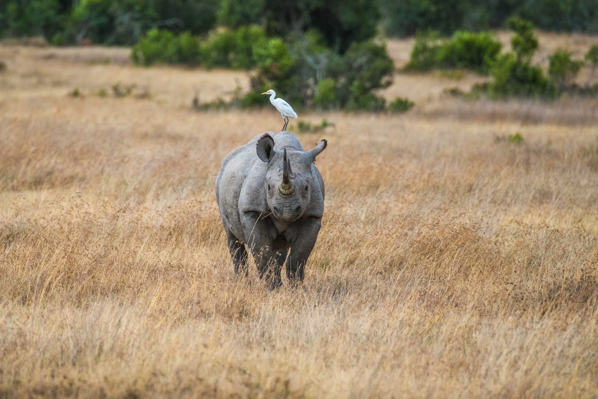 Safari Cruise along the Zambezi River - South Africa, Botswana, Namibia, Zimbabwe with extended stay at the Cape Peninsula (port-to-port cruise)