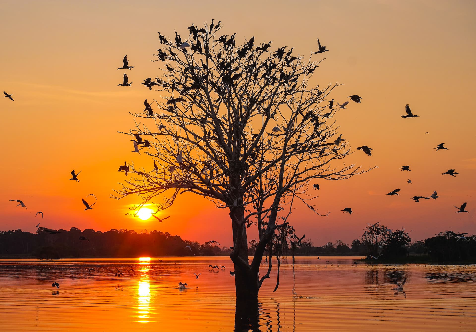 Along the Amazon and the Rio Negro - An Exclusive Cruise through Pristine and Hidden Nature - Rio, vibrant and timeless, and an exceptional stay at Iguazu Falls (port-to-port cruise)